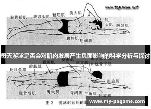 每天游泳是否会对肌肉发展产生负面影响的科学分析与探讨